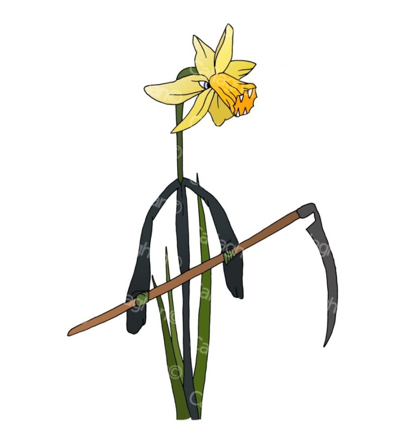 Daffodil grim reaper